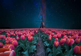 Night field of tulips and windmill. Landscape with stars and flowers. Traditional Holland view