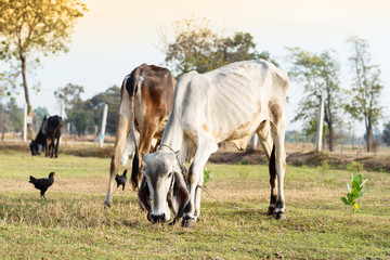 Obraz premium Cow eating organic grass in grazing, livestock in Thailand