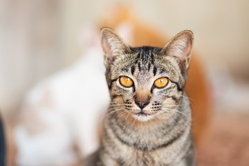 Fototapeta premium Tabby cat looking at camera, cute pet at home