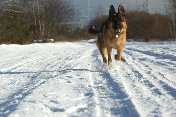 German shepherd dog running on snow in cold weather
