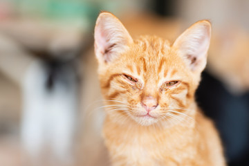 Ginger cat looking at camera, cute pet at home