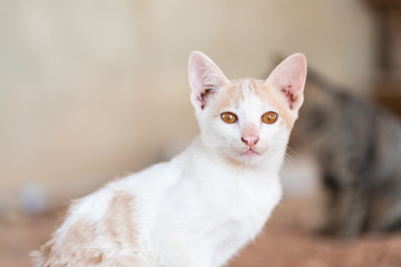 White mixed orange cat with yellow eyes, pet at home