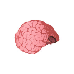 Very realistic illustration of the human brain with shading