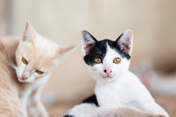 Two cats are relaxing together at home