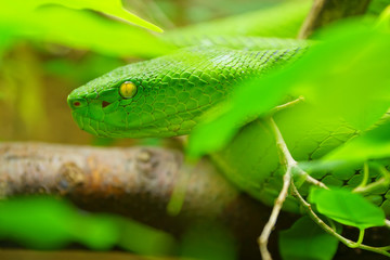 Close up White-lipped Green Pit Viper snake (trimeresurus albolabris) in nature
