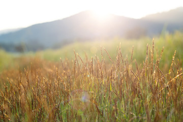 Flower grass in a field with sunlight, nature background