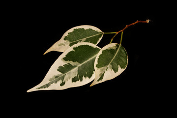 leaf isolated on white background