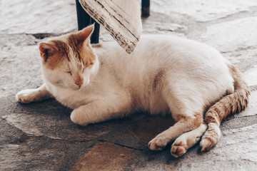 cute cat resting under table