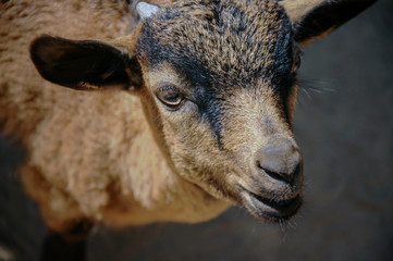 Fototapeta premium Close up of Head baby goat, Brown goat