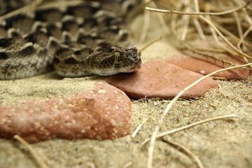 Most poisonous exUSSR asian snake efa (Echis carinatus)