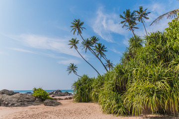 Untouched tropical beach with coconut palms. Tropical vacation  in Sri Lanka. Hikkaduwa. Ambalangoda