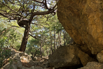 Fototapeta na wymiar Pine tree on a cliff at Lissos gorge near Sougia, south-west coast of Crete island, Greece