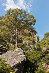 Pine tree on a cliff at Lissos gorge near Sougia, south-west coast of Crete island, Greece