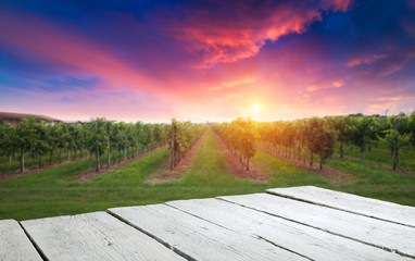 vineyard with ripe grapes in countryside at sunset