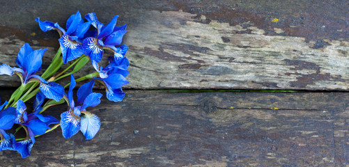 Amazing beautiful blue flowers on old wooden background