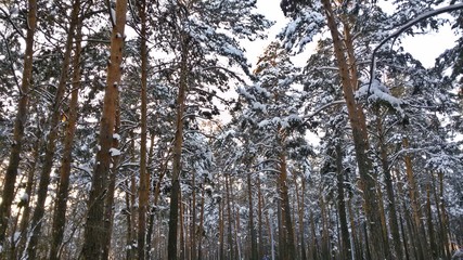 Fototapeta premium pine wood