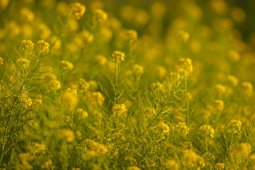 Colza. Meadow yellow flowers. Nature background with grass and wildflowers field. Blooming yellow rape in the field. Soft focus. 