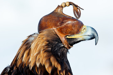 Fototapeta premium Głowa szczegół orła w skórzanej czapce. - Wizerunek