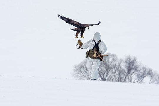 Hunter with golden eagles on hand. - Image