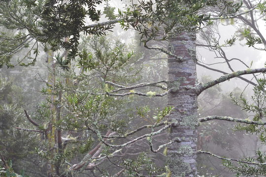New Zealand native forest during heavy rain causing low visibility and gloomy impression with kauri tree trunk in foreground.