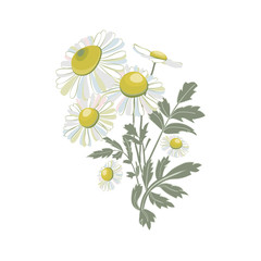 Chamomiles isolated on white background.Daisy flower drawing.