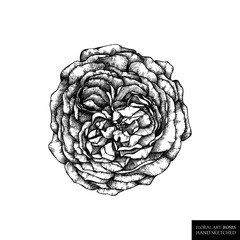 Rose botanical illustration. Hand drawn flower sketch. Black and wite style floral drawing. Hign detailed vintage plant 