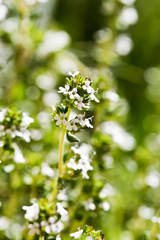 Fototapeta premium Flowering thyme twig
