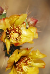 Fototapeta na wymiar Flower cactus Arizona
