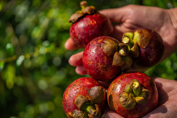 Woman hands holding amazing mangosteen fruits. Mangosteen fruits in woman hands. Closeup. Thailand exotic fruits. Vegan and vegetarian. Healthy lifestyle. 
