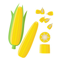 Corn ear, Ripe corn cobs, corn seeds, grains vector illustration in flat design isolated on white background. Maize collection, peeled, piece and seeds.