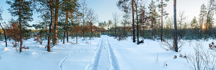 Snowy pines in the winter forest