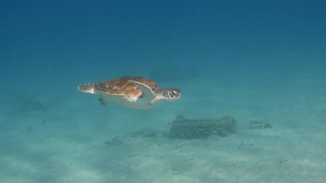 Sea Turtle in shallow water of the coral reef in the Caribbean Sea around Curacao