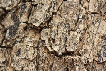 The bark will help protect the trees, Bark of tree background and texture.