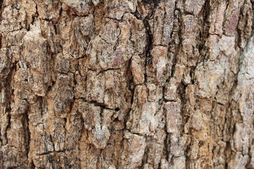 The bark will help protect the trees, Bark of tree background and texture.