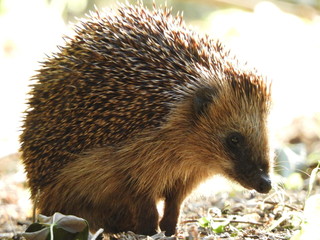 Igel