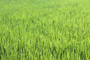 Rice field green grass 