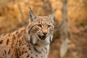 Naklejka na ściany i meble Detailed close-up of adult eursian lynx in autmn forest with blurred background. Endangered mammal predator in natural environment. Wildlife scenery with vivid colors.