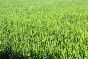 Rice field green grass 