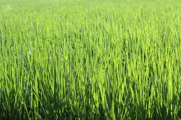 Rice field green grass 