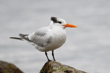 Royal Tern in winter plumage - Florida