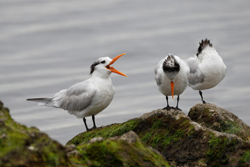 Royal Terns in winter plumage - Florida