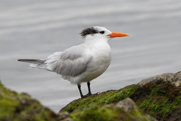 Fototapeta na wymiar Royal Tern in winter plumage - Florida