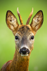 Portrait of cute roe deer, capreolus capreolus, buck in summer. Wildlife scenery of deer with vivid green blurred background. Wild animal during a fresh summer. Vertically composed close-up of animal.