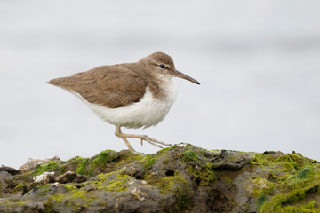 Spotted Sandpiper foraging on an algae-covered rock - Florida