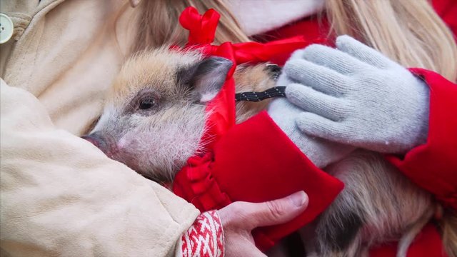 Close portrait of mini pig