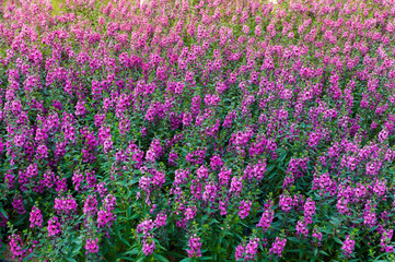 Fototapeta premium Beautiful blooming wildflowers on the meadow in the summertime,Nice purple flower in garden