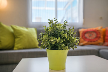 Green house plants in yellow pot standing on white wooden table in living room. Flowers in house or apartment create a cosy atmosphere. Just cleaned and fresh flat. Decorative pillows in background  