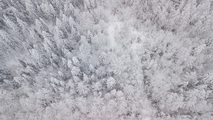 Frozen trees above
