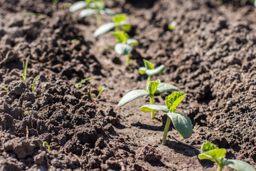 zucchini seedlings on the ground