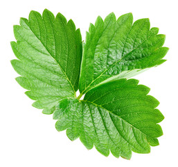 Strawberry leaf isolated on white